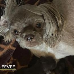 Eevee - Shih Tzu
