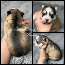 Bonnie - Silver and white female Pomsky puppy in Rossville, Georgia from Scenic City Pomskies