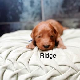 Ridge - Red  male Goldendoodle puppy in Pasco, Washington from Camp Doodle Woods