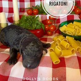 Rigatoni - Orange Girl - Black female Goldendoodle puppy in Harrisburg, Oregon from Dolly’s Doods