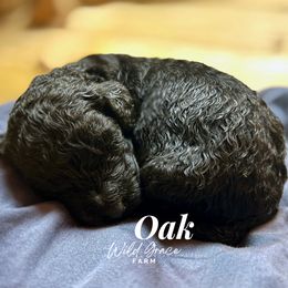 Poodle Puppies from Wild Grace Farm Pups
