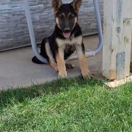 Yanette - Black and tan female German Shepherd puppy in Whitewater, California from Vom Haus Metzler Shepherds