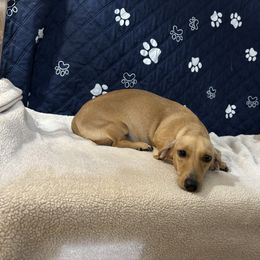 Daisy - Dachshund