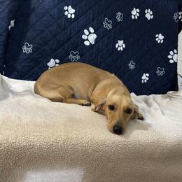 Daisy - Dachshund