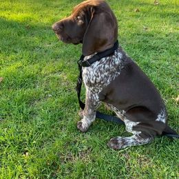 German Shorthaired Pointer Puppies from Dem Feuerhaus Gun Dogs