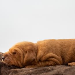 Golden Retriever puppies from Elm Hollow Golden Retreivers