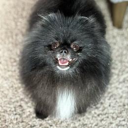 Starry - Black female Pomeranian puppy in Westminster, Colorado from VanityPom’s