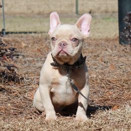 Simba - French Bulldog