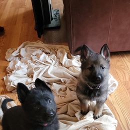 German Shepherd Puppies from BlackIce Siberians & German Shepherds