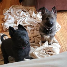 German Shepherd Puppies from BlackIce Siberians & German Shepherds