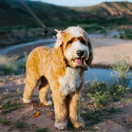 Aspen - Australian Labradoodle