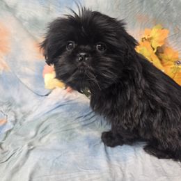 Bella - Black female Shih Tzu puppy in Green Bay, Wisconsin from Kim's Shih Tzus