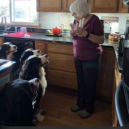 Bernese Mountain Dog Puppies from Lonesome Pine Farm