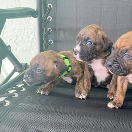 Boxer Puppies from Kruse Boxers