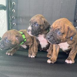 Boxer Puppies from Kruse Boxers