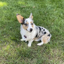 Zoey  - American Corgi