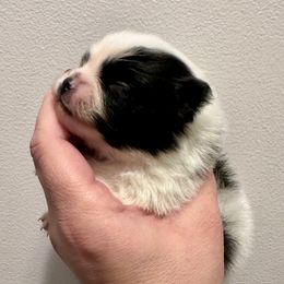 Snoopy - Black parti male Pomeranian puppy in Springfield, Missouri from Hope Mountain Pomeranians