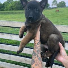 Girl 1 - Mahogany female Belgian Malinois puppy in Paris, Kentucky from Z Domu Niedzwiedzia Malinois