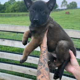 Girl 1 - Mahogany female Belgian Malinois puppy in Paris, Kentucky from Z Domu Niedzwiedzia Malinois