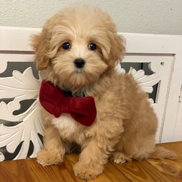 October - Apricot male Maltipoo puppy in Bellingham, Washington from My Sweet Poodles and Doodles