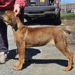 Boerboel puppies from Aussgardian Boerboels