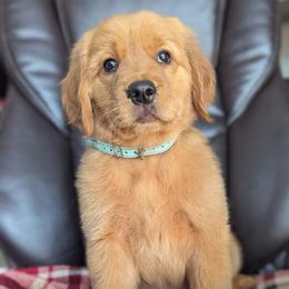 Girl Teal- Poppy - Golden female Golden Retriever puppy in Troy, Texas from R&R Goldens