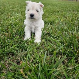 Miniature Schnauzer Puppies from Brown’s Kennel Club