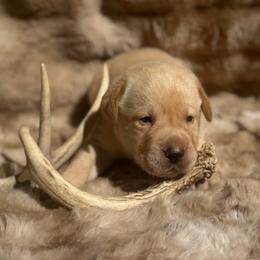 Wade - Yellow male Labrador Retriever puppy in Sweet Home, Oregon from Knotty Creek Labradors