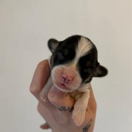 Tri female 2 - Black and tan female Pembroke Welsh Corgi puppy in Chubbuck, Idaho from Sunny J Corgis and Mini Americans