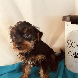 Milo - Black and gold male Yorkshire Terrier puppy in Marion, Indiana from Regal Yorkie