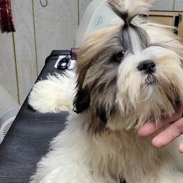 Lhasa Apsos from Golden Tu Lhasa Apso