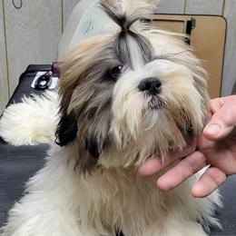 Lhasa Apsos from Golden Tu Lhasa Apso