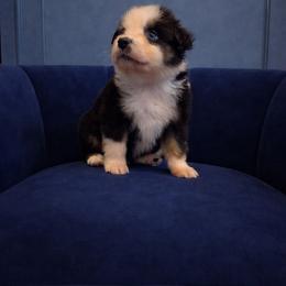 Bran - Black tri-color male Australian Shepherd puppy in Dulzura, California from Windsong Ranch Aussies