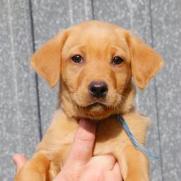 German Shorthaired Pointer and Labrador Retriever Puppies from LL Gun Dogs, LLC