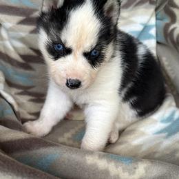 Carter - Black and white male Siberian Husky puppy in Union, Mississippi from Siberians of WildHeart