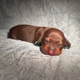 Chocolate and tan male one - Chocolate and tan male Dachshund puppy in Blackstone, Virginia from Cheyenne's Dachshunds