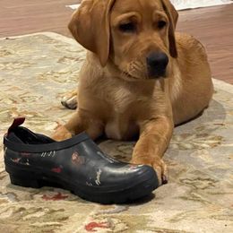 Labrador Retriever Puppies from Triple Ridge Labs