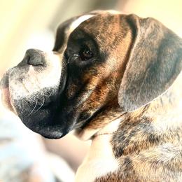 Boxer All Grown Up from Rorschach Boxers