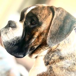 Boxer All Grown Up from Rorschach Boxers