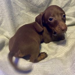 Vinny - Chocolate male Dachshund puppy in Pennsville, New Jersey from Bay Acres Dachshunds