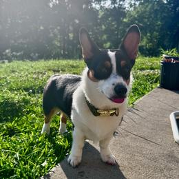 Journey - American Corgi