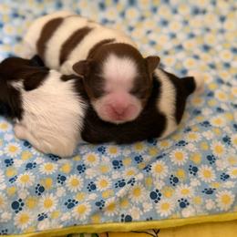 Daniel - Liver and white male Shih Tzu puppy in Glens Falls, New York from Shih Tzus N Giggles