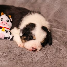 Border Collie Puppies from Wandering Meadows Farm