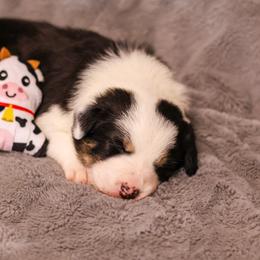 Border Collie Puppies from Wandering Meadows Farm