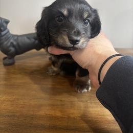AKC Tulip - Black and cream female Dachshund puppy in White Cloud, Michigan from West Michigan Dachshund