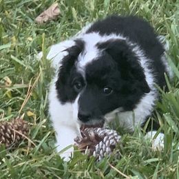 Duke - Black and white male Aussiedoodle puppy in Nacogdoches, Texas from BA Mini Poodles