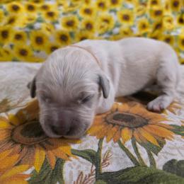 Boy 5 - Light golden male Golden Retriever puppy in Lawtey, Florida from Rise and Shine Goldens