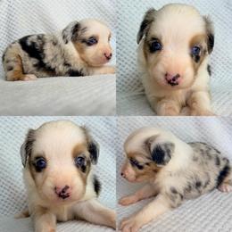 Blue Merle female - Blue merle female Miniature Australian Shepherd puppy in Brooker, Florida from Honey, I Shrunk the Aussies