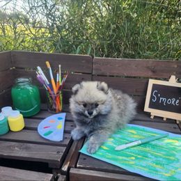S'more - Orange parti male Pomeranian puppy in New Salem, North Dakota from Fancy Paws Pomeranians