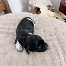 Dachshund Puppies from Wildflower Weenies